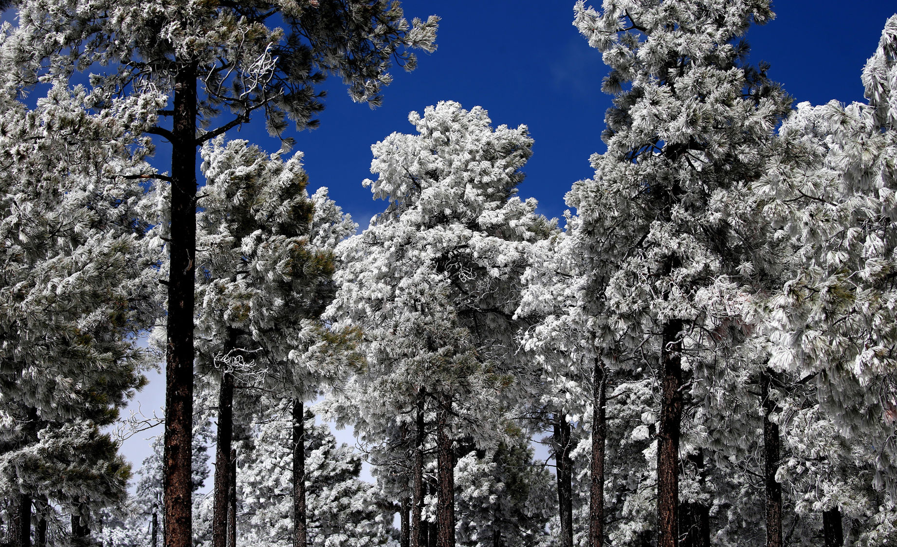 Santa Catalina snows